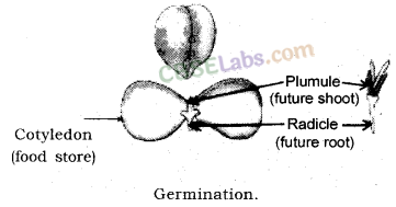 How do Organisms Reproduce Class 10 Notes Science Chapter 8 img-13