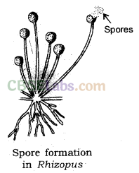 How do Organisms Reproduce Class 10 Notes Science Chapter 8 img-7